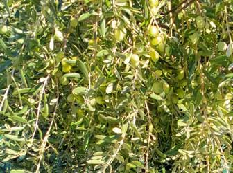 Olio extravergine d'oliva