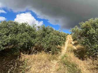 In conversione al biologico